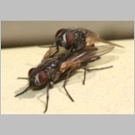 Musca domestica - Stubenfliege 05.jpg